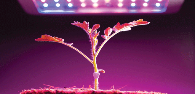 Seeding the Future with LED Technology